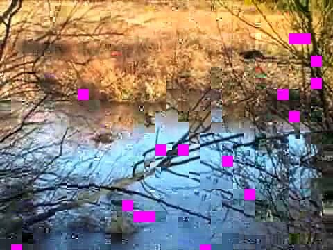 Wesley Williams - Generation Wild Pro Staff