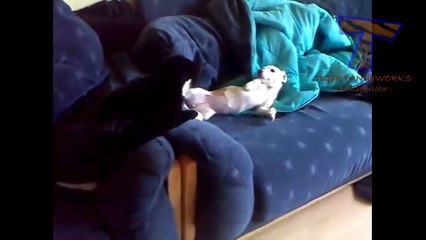 Funny dogs annoying cats - Cute animal compilation