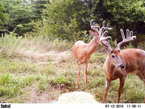 Kansas Trail Cam - July2010 - Photos