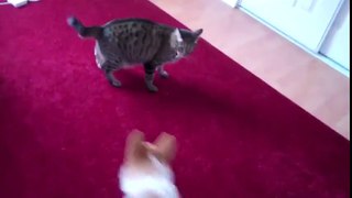 Cat VS Dog - Funny Cats Videos Funny Dogs Videos - #Funny_Animals