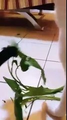 funny cats and dogs try not to laugh or grin #2