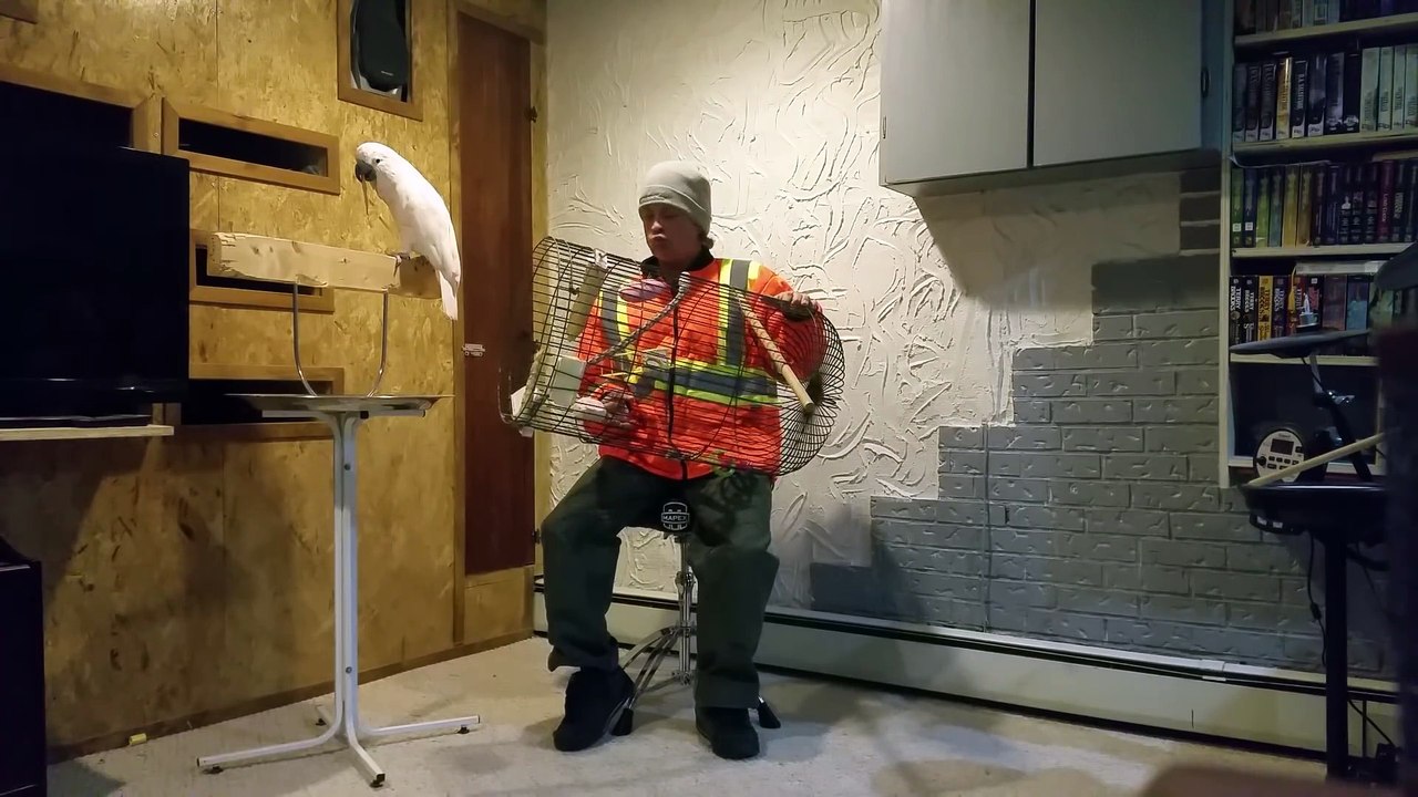 Ce perroquet déteste sa cage! Ahaha