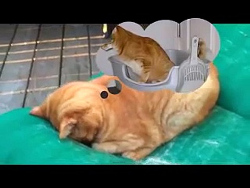 Funniest Cat Ever