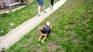 FUNNY DOGS My Rabbit Shagging My Dog very funny fails video HD