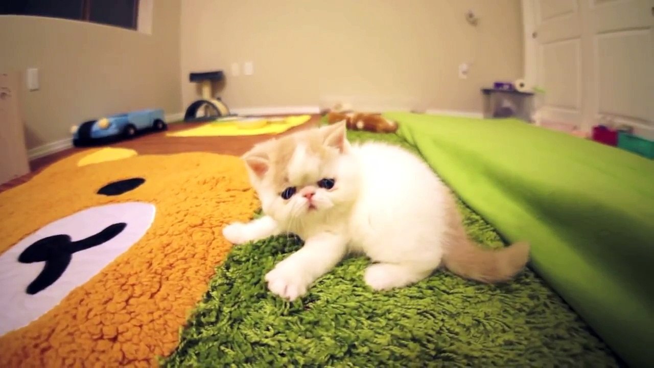 Kitten Bun Buns Funny Reactions to Camera