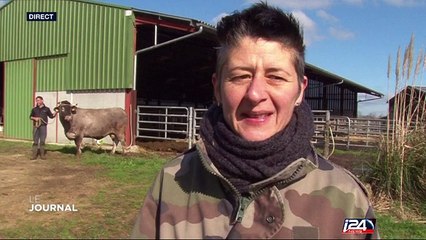 Cerise, vache bazadaise, mascotte du salon de l'agriculture