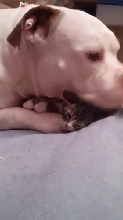 Pitbull Lovers - Unbelievable! Watch this video