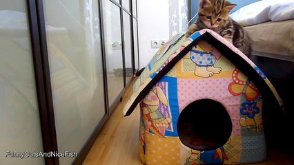 Im Paris: the sweetest and most playful girl Cute Kitten