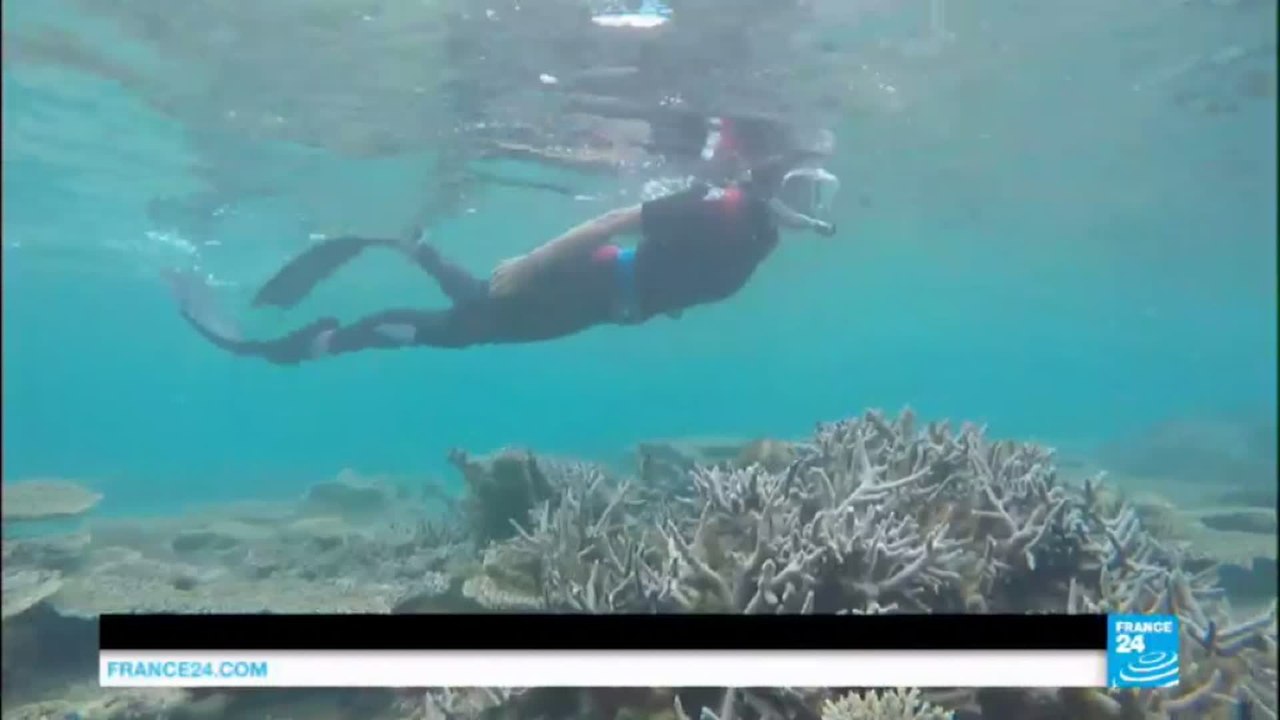 Coral reefs of Mauritius: Underwater paradise faces double environmental threat
