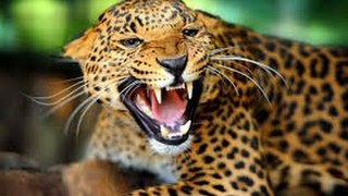 5 Most Dangerous Jaw Killing Animals On Earth