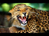 5 Most Dangerous Jaw Killing Animals On Earth