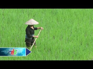 Kinh nghiệm sử dụng phân bón cho lúa mùa | HDTV
