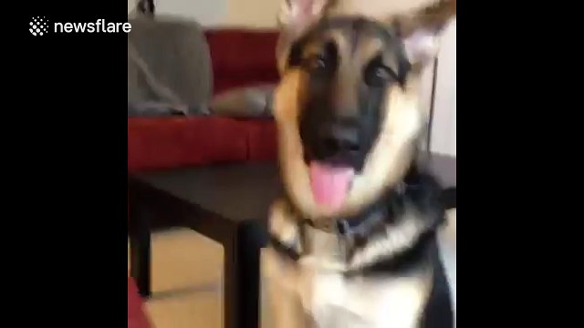 German Shepherd confused by whistling