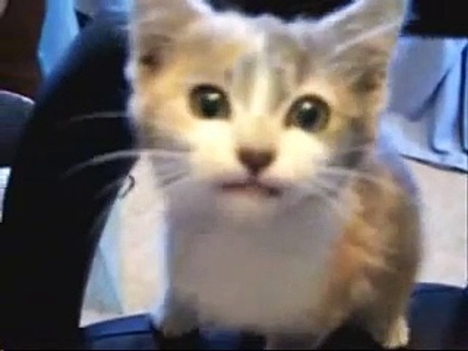Funny Kitty Clips