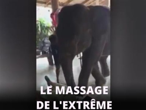 Sympa, l'éléphant qui vous masse avec les pieds !