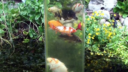 Koi observation tower in the pond