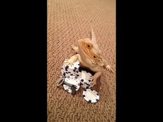 BEARDED DRAGON SWAGG offical music video