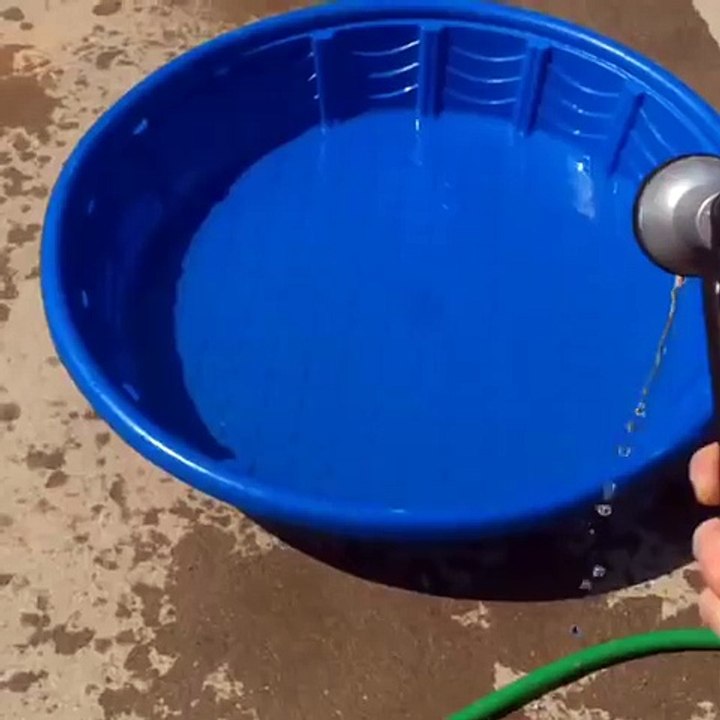 Corgi Pool Party