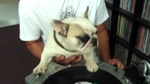 DJ Greyboy's french bulldog DJ MAMA Scratch pt. 3...the earthquake! dog scratching