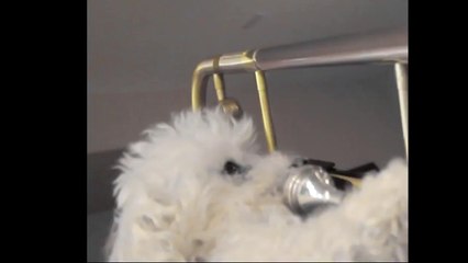 Dog Plays Trombone - (original upload)