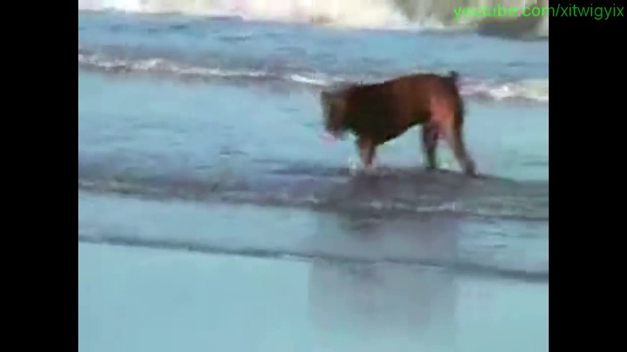 Dog Won't Listen To Owner (Funny Subtitle Version)