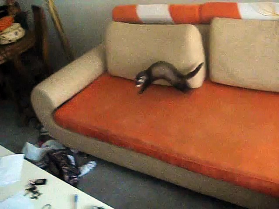 Dorky Ferret Misses Table