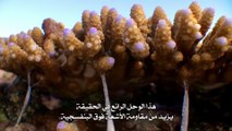 الحاجز المرجاني العظيم مع ديفيد أتينبورو الحلقه الثالثه  البقاء