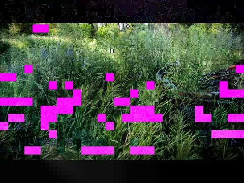 Record Quest: Using Rattling Antlers