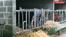 Lannion. Sébastien et son taureau Héron seront au Salon de l’Agriculture