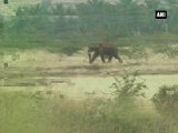 Wild Elephant damages compound wall in Coimbatore