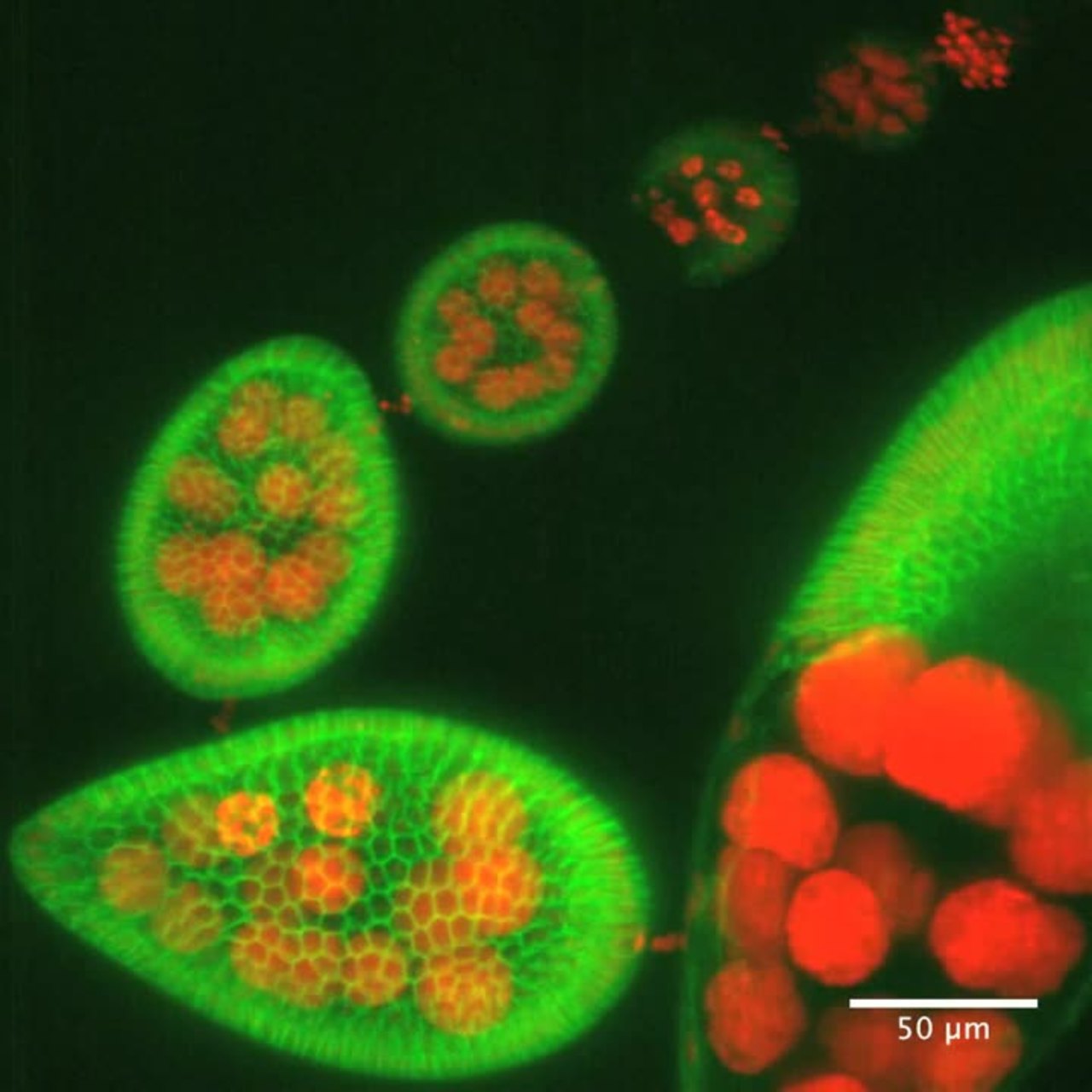 Ellipsoid Eggs