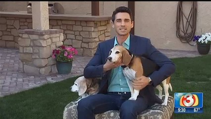 Phoenix family adopts dog with no paws from South Korea