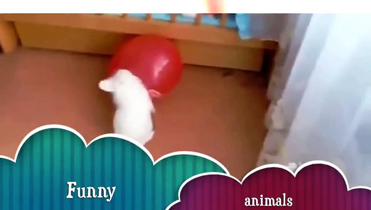 Funny Animal Videos - Video Dailymotion