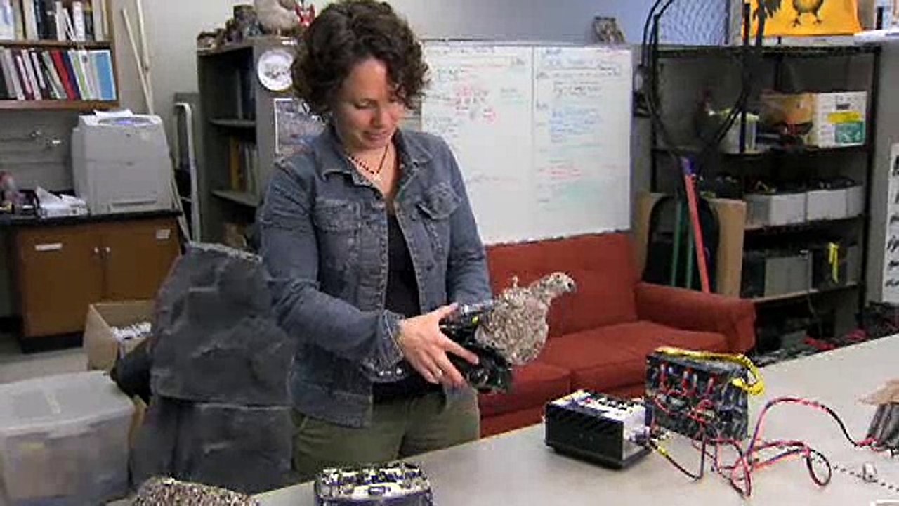 Fembot Grouse