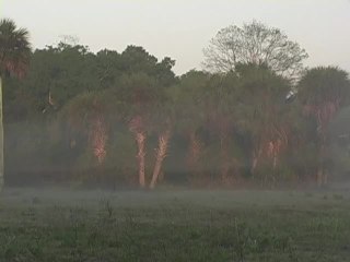 Chasing Spring: Florida Osceolas