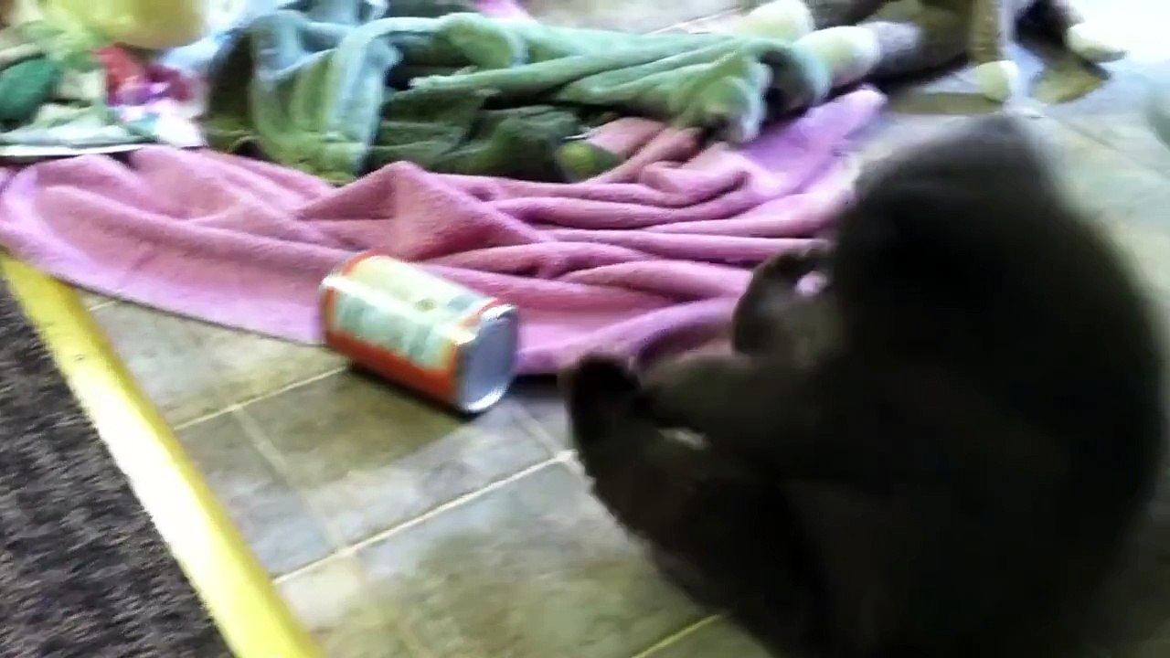 Bear Cub Attacks Can