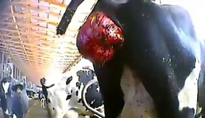 جانوروں پر اتنا ظلم لعنت ھو ایسی کمائی پر‬