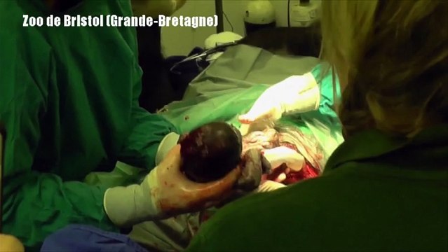 Première naissance par césarienne d'un bébé gorille au zoo de Bristol