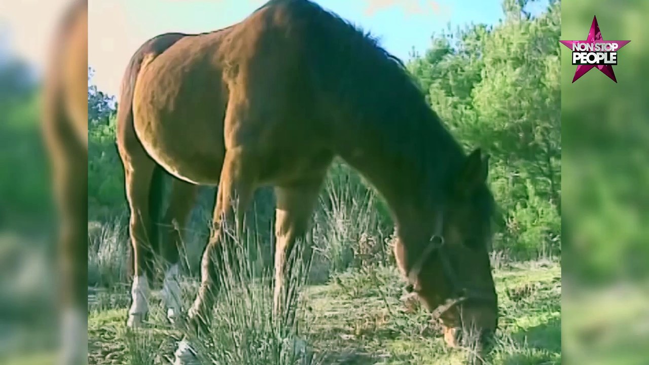Brigitte Bardot en colère contre Stéphane Le Foll, "ministre des abattoirs abjects" (vidéo)