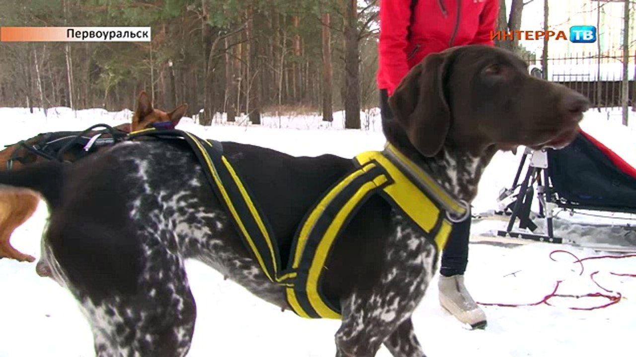 Ездовой спорт 05 02 15