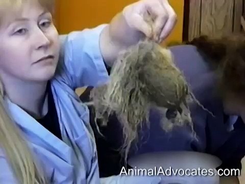 E' stato incatenato per 10 anni e quando lo liberano la sua reazione è commovente!