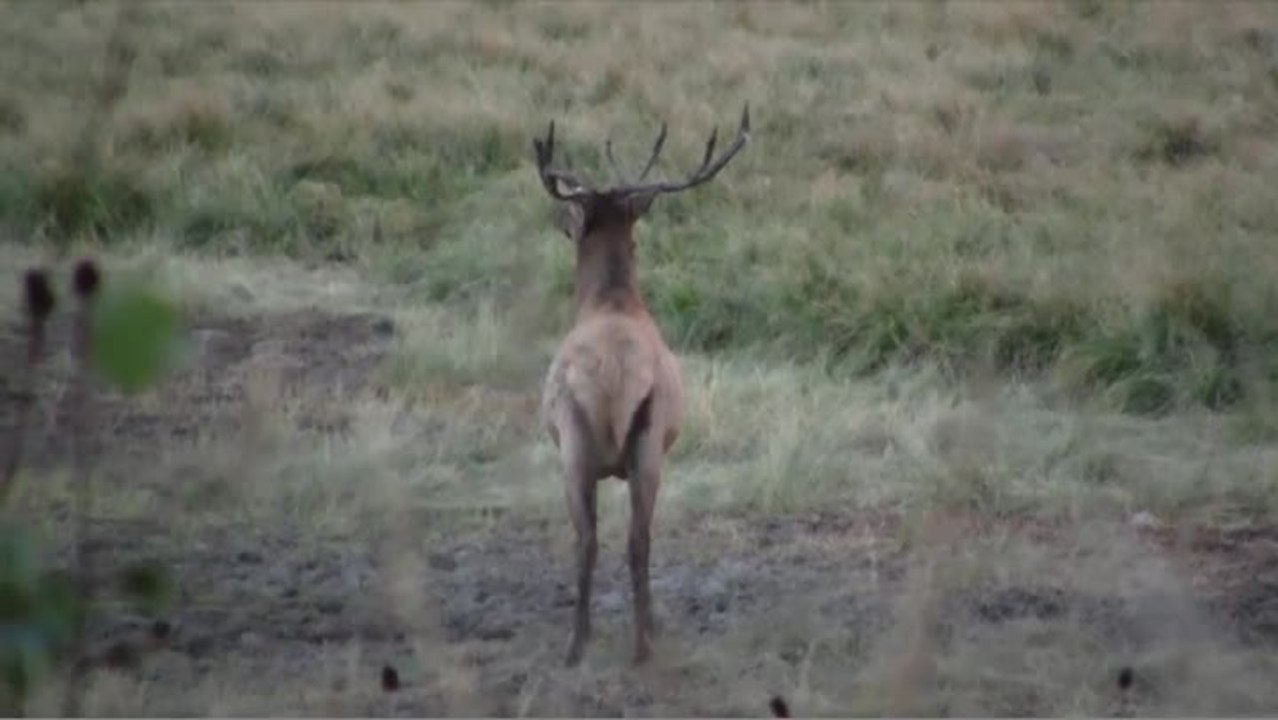 Crazy Elk
