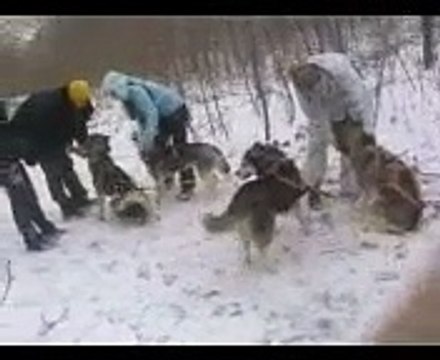 Ездовой спорт - тренировки (Харьков) Part-1