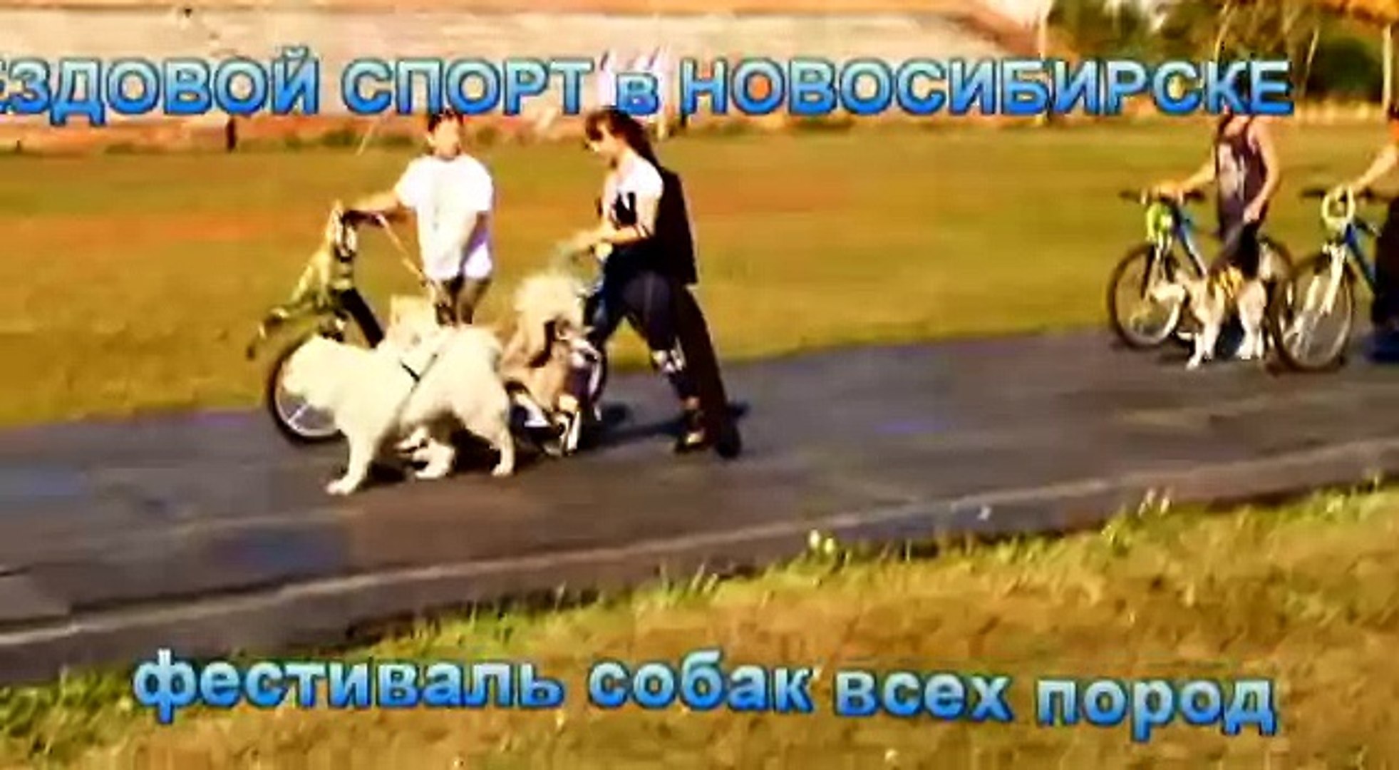 ⁣ЕЗДОВОЙ СПОРТ-ФЕСТИВАЛЬ СОБАК в НОВОСИБИРСКЕ