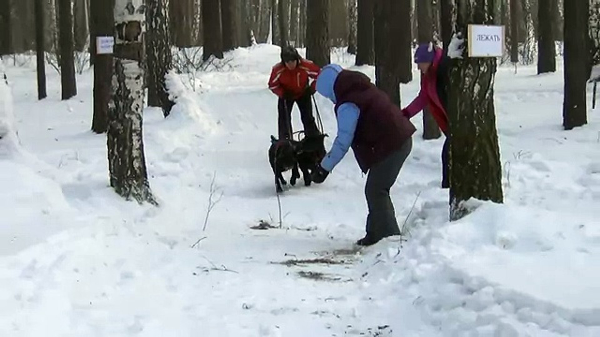 Ездовой спорт Мона и Грей.MTS