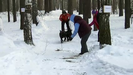 Ездовой спорт Мона и Грей.MTS