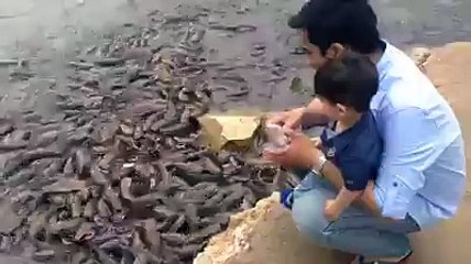 woooW (Alot of Fish)_So Amazing Animal