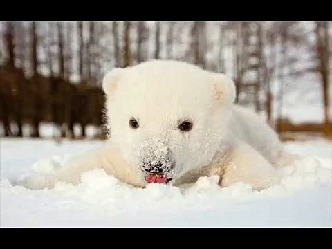 Колыбельная медведицы. Детские новогодние песни. Умка. Ложкой снег мешая. Белые медведи.