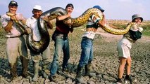 Giant Snake - 