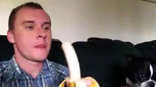 Man and Dog share Banana